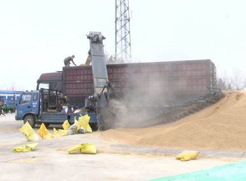 北大荒农业股份宝泉岭分公司 开仓营粮促销售，机械先行增效益